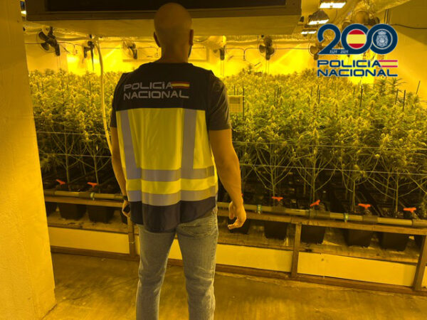 Desmantelan dos cultivos de marihuana en La Sagra con más de 1.400 plantas: hay tres personas detenidas