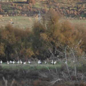 Ecologistas en Acción advierte de una quincena de cigüeñas muertas en Toledo tras comenzar la gripe aviar