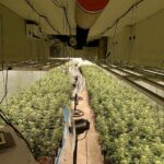 Desmantelan un cultivo interior en Erustes de 1.200 plantas de marihuana Op_Medina_toledo_editada.00_00_11_08.Imagen fija003 (1)