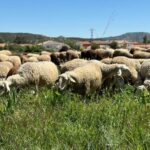 La empresa que reinventa la artesanía: recoge lana de ovejas en peligro extinción de toda España y le da un nuevo valor