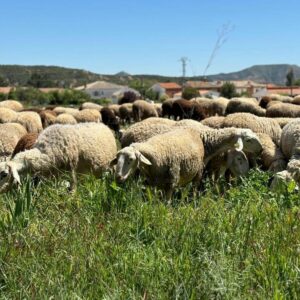 Castilla-La Mancha se hace con 700.000 vacunas para proteger al sector ganadero frente a la lengua azul