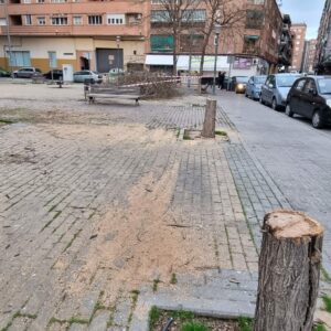 Vecinos de Talavera denuncian la tala de árboles en la plaza San Juan Bautista La Salle