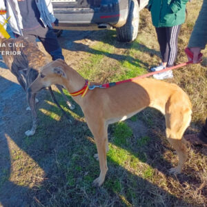 La caza furtiva de liebres deja siete detenidos en Velada