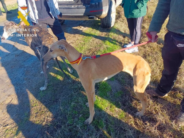 La caza furtiva de liebres deja siete detenidos en Velada