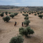 op_campana_olivarera_toledo_editada.00_00_18_09.Imagen fija004 (1)