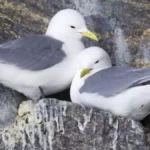 Cómo el tren de borrascas llevó a una gaviota tridáctila atlántica hasta Quintanar de la Orden