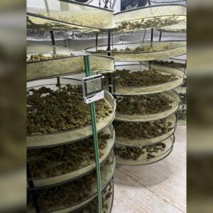 Detenidas 14 personas que cultivaban más de 10.000 plantas de marihuana en la comarca de La Sagra