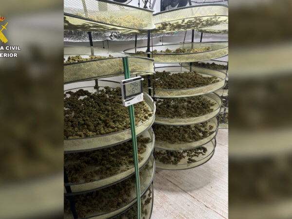 Detenidas 14 personas que cultivaban más de 10.000 plantas de marihuana en la comarca de La Sagra