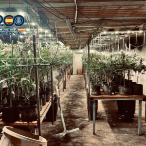 Un criadero de pollos, el escondite de una plantación de marihuana en Torrijos