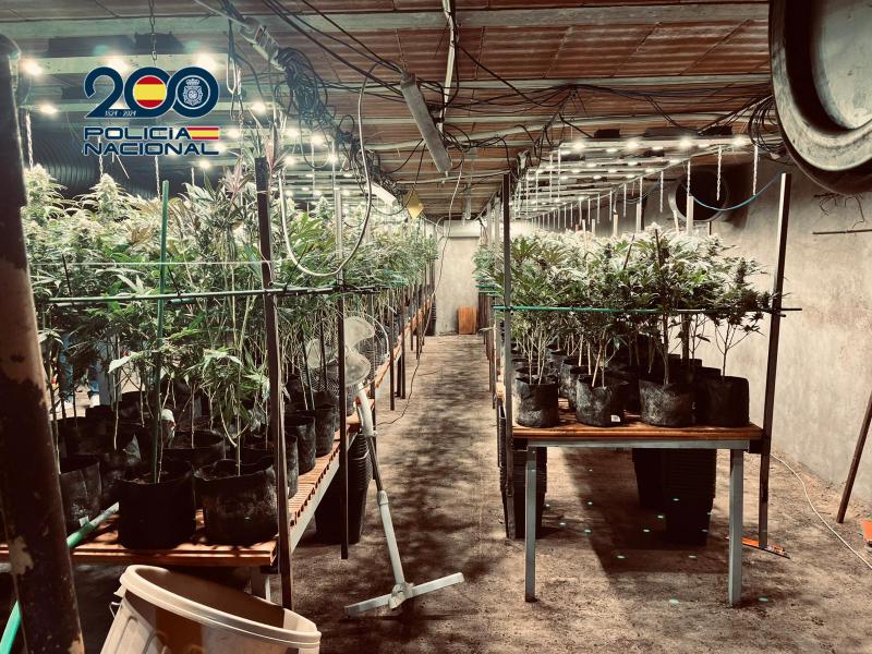 Un criadero de pollos, el escondite de una plantación de marihuana en Torrijos