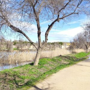 El proyecto 'Renace Tajo' convoca una jornada de plantación de arbustos en las inmediaciones del río