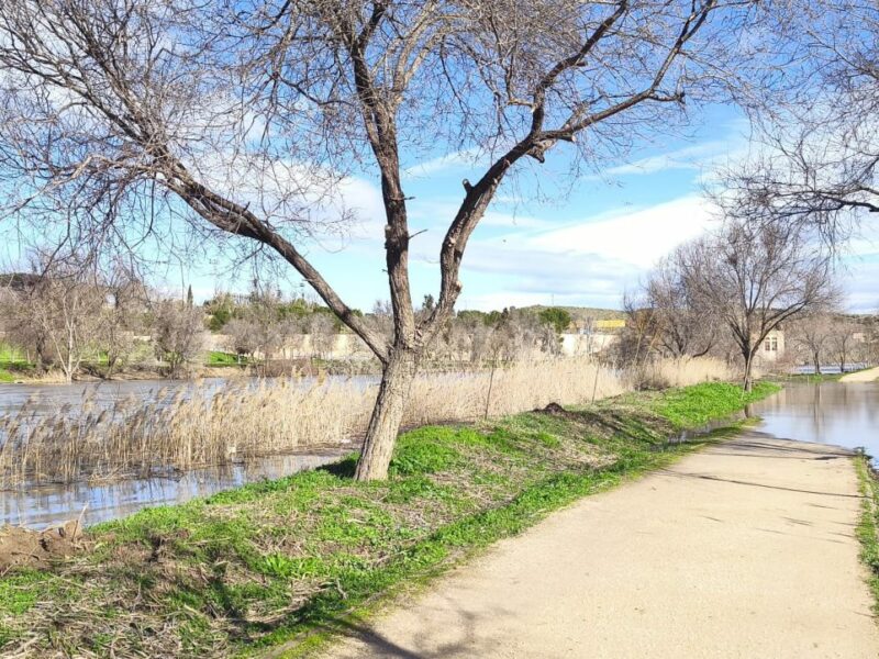 El proyecto 'Renace Tajo' convoca una jornada de plantación de arbustos en las inmediaciones del río