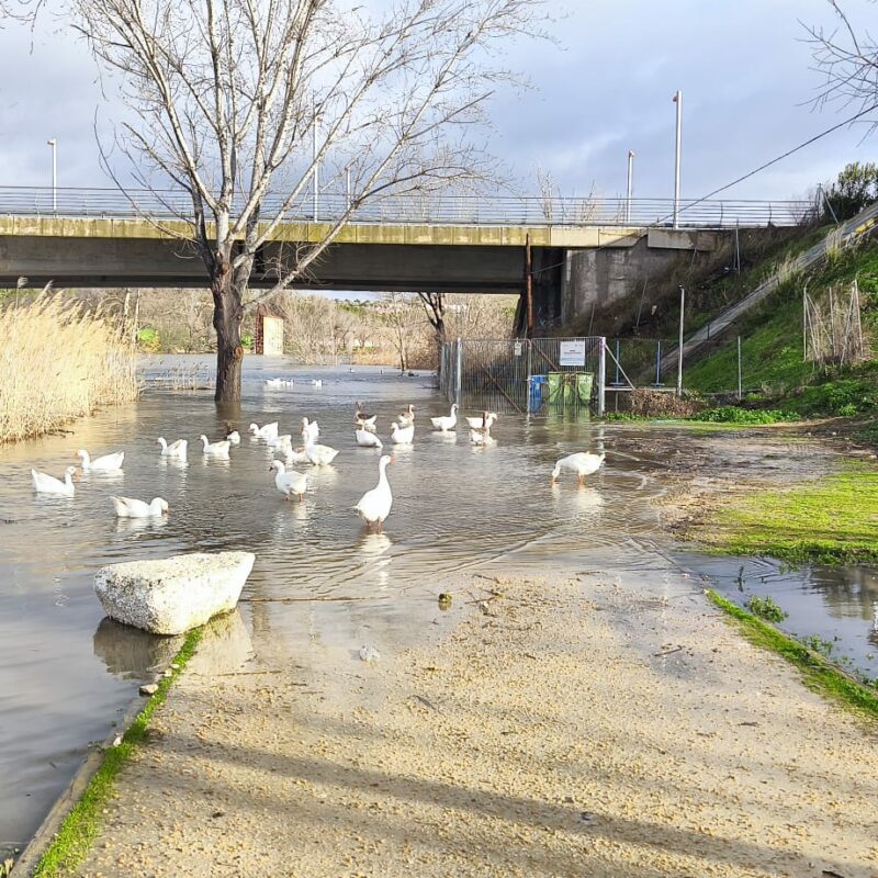 Nueva victoria judicial a favor de los caudales ecológicos del Tajo que desbloquea la revisión de las reglas del trasvase