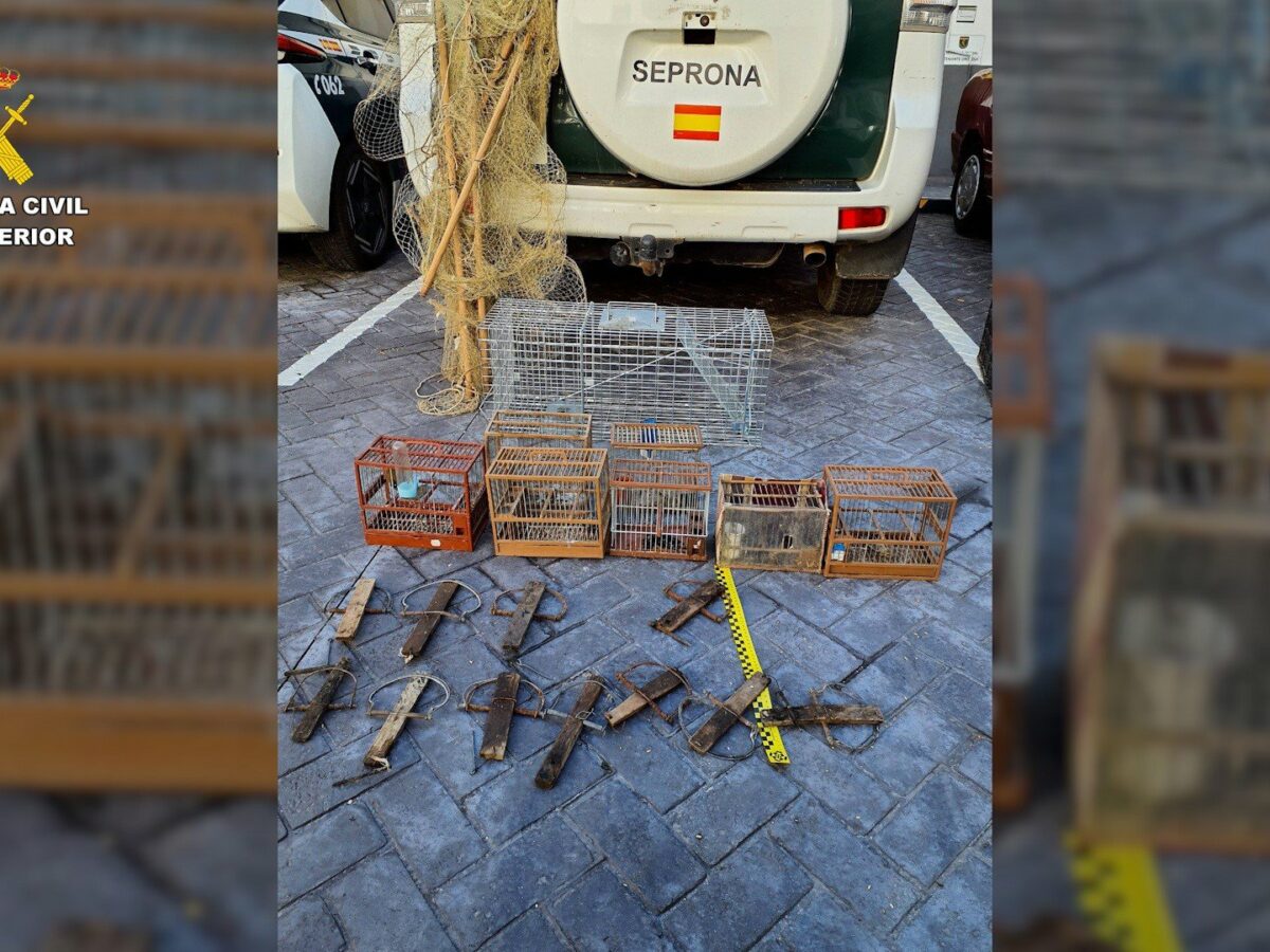 Investigan a una persona por capturar jilgueros con ramas impregnadas de pegamento en Talavera