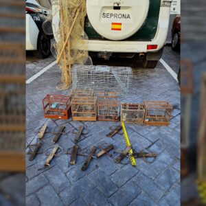 Investigan a una persona por capturar jilgueros con ramas impregnadas de pegamento en Talavera