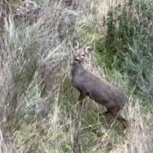 Corzos pastando en el Valle y un Tajo que ruge: la naturaleza frente a la panorámica de Toledo