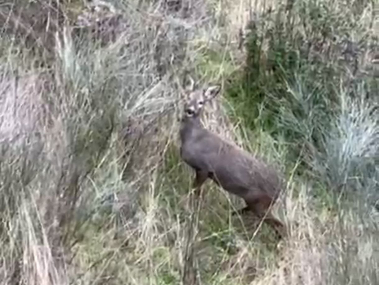 Corzos pastando en el Valle y un Tajo que ruge: la naturaleza frente a la panorámica de Toledo