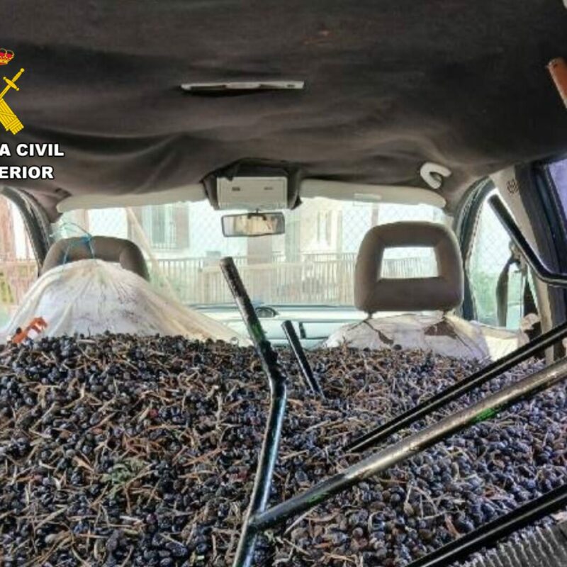 Detienen a tres personas por hurtar 810 kilos de aceitunas en una finca de Val de Santo Domingo