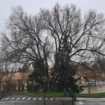 El olmo de la entrada a Recaredo se talará de manera urgente por riesgo de caída