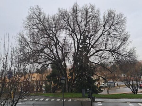 El olmo de la entrada a Recaredo se talará de manera urgente por riesgo de caída