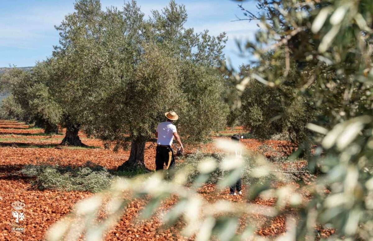 Los Yébenes conmemora las bodas de plata del Concurso de Poda de Olivo