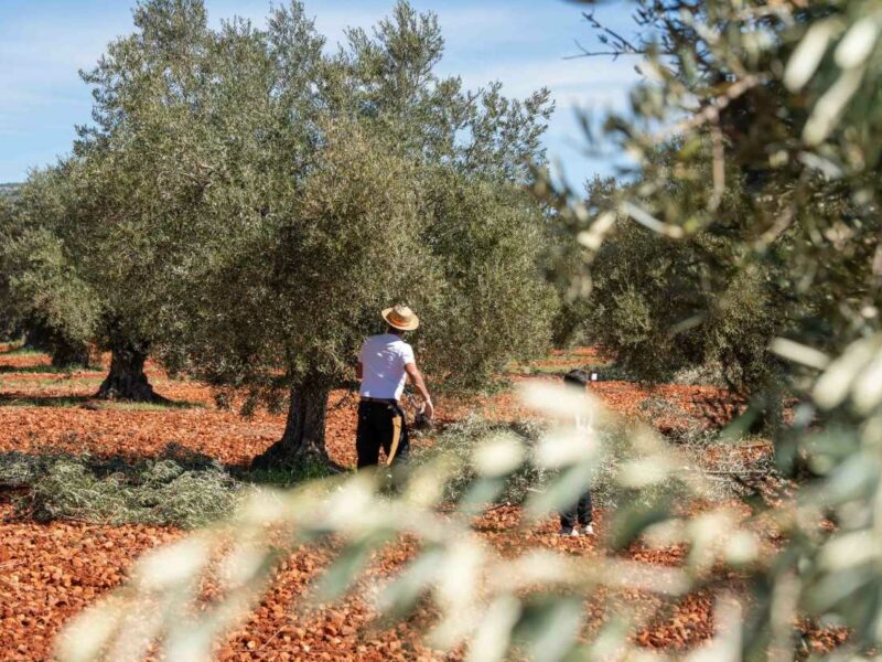 Los Yébenes conmemora las bodas de plata del Concurso de Poda de Olivo