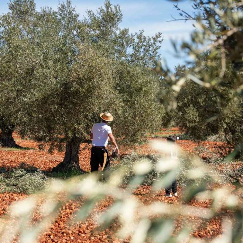 Los Yébenes conmemora las bodas de plata del Concurso de Poda de Olivo