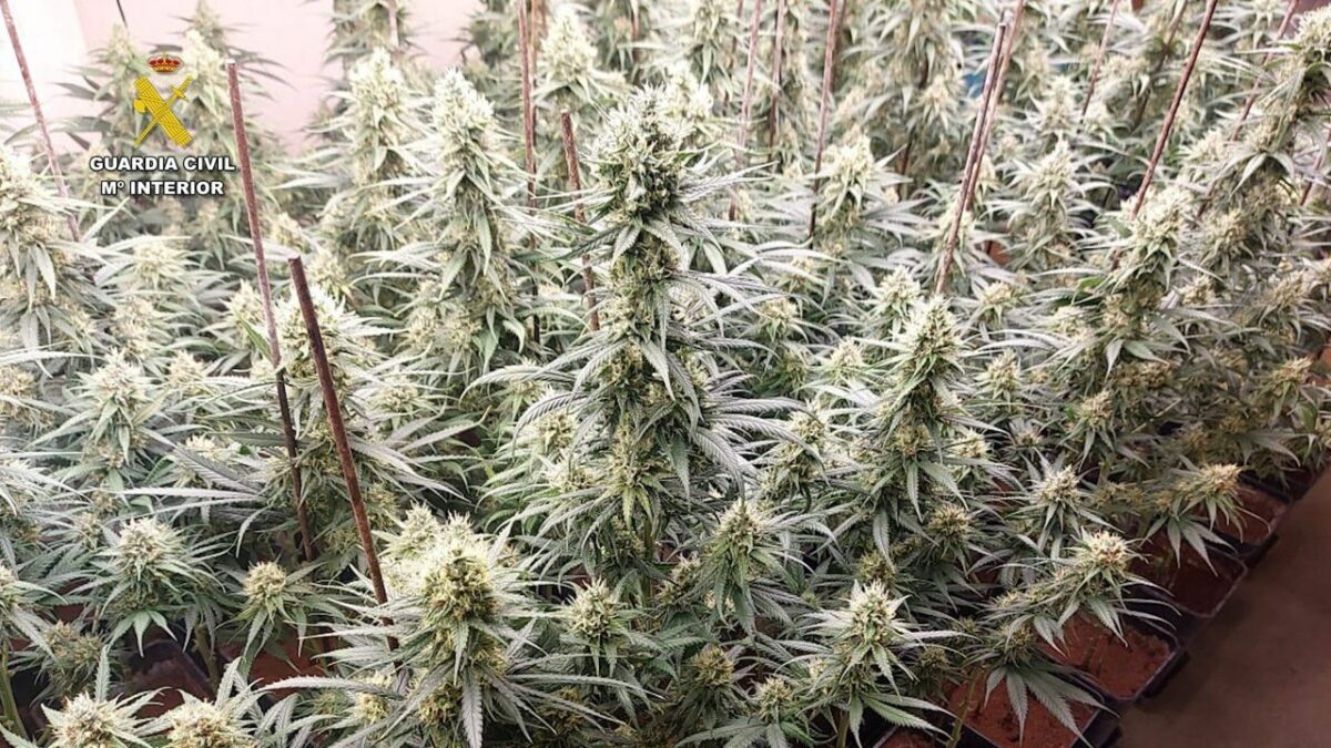 Incautan 1.200 plantas tras desarticular tres cultivos de marihuana en Ajofrín