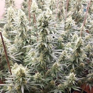 Incautan 1.200 plantas tras desarticular tres cultivos de marihuana en Ajofrín