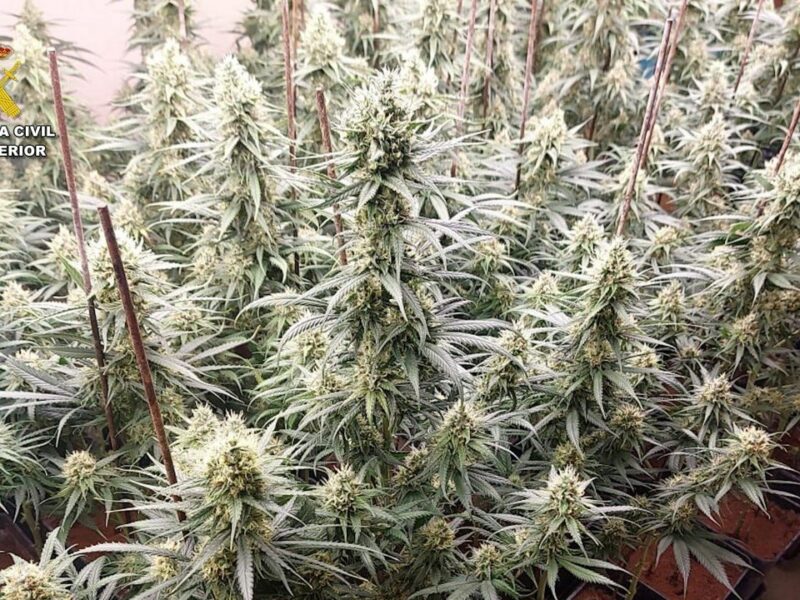 Incautan 1.200 plantas tras desarticular tres cultivos de marihuana en Ajofrín