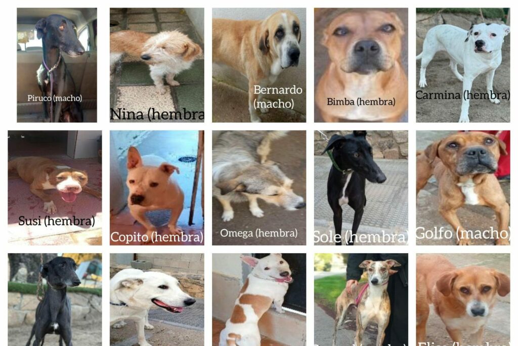 Denuncian el robo de 15 perros en el centro de protección de animales de Toledo y solicitan colaboración ciudadana