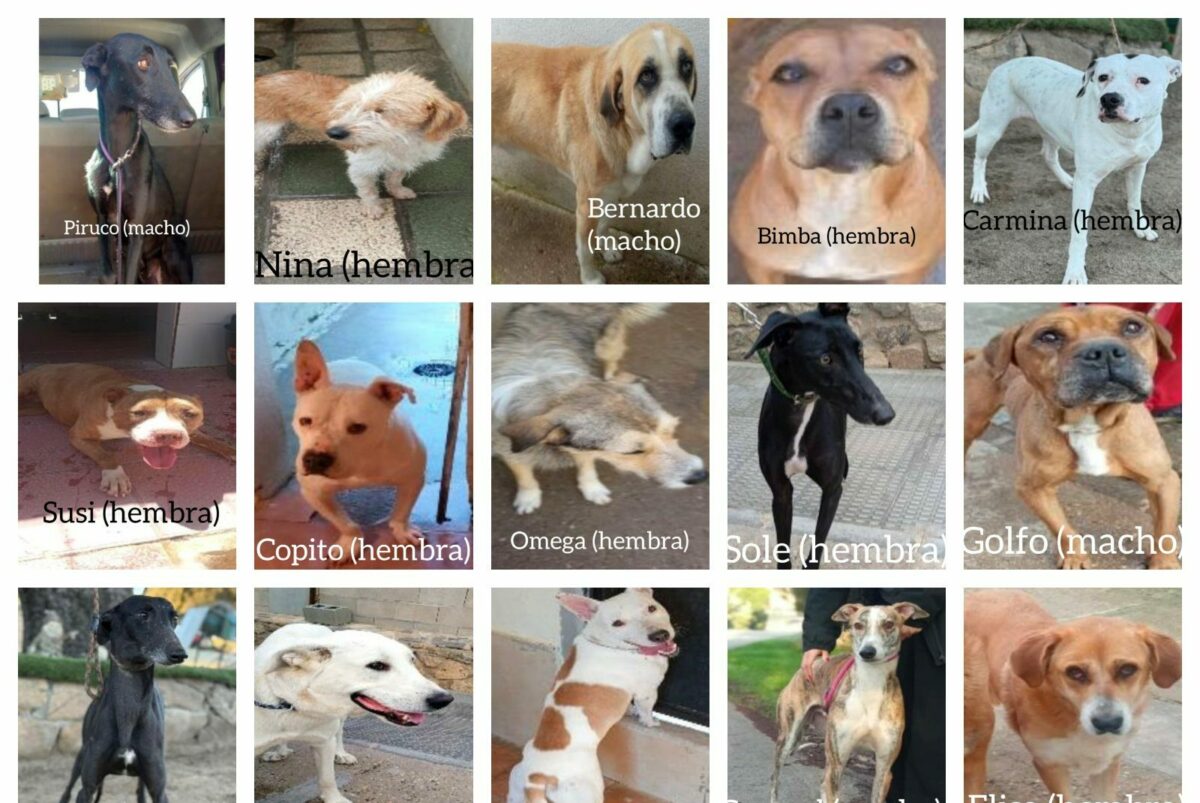 Denuncian el robo de 15 perros en el centro de protección de animales de Toledo y solicitan colaboración ciudadana