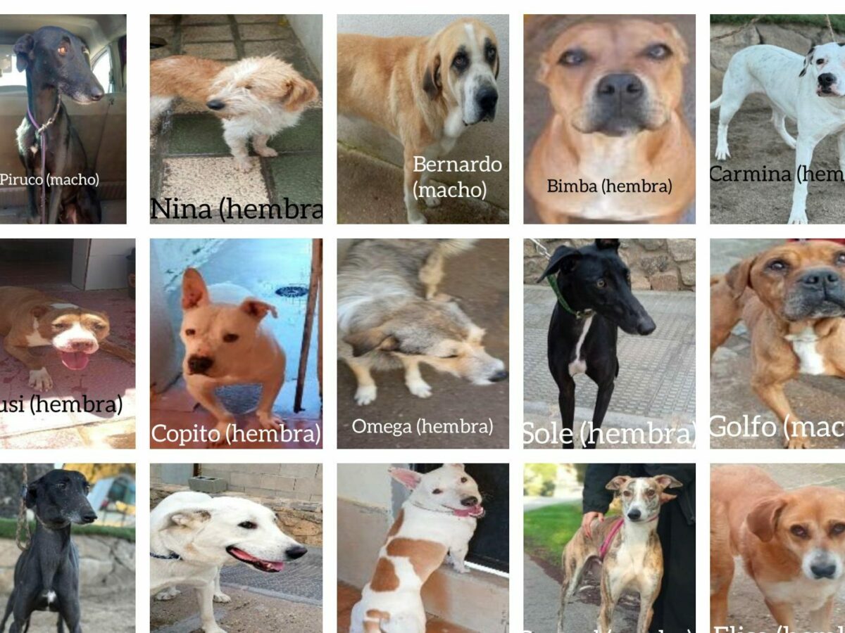 Denuncian el robo de 15 perros en el centro de protección de animales de Toledo y solicitan colaboración ciudadana