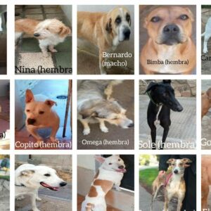 Denuncian el robo de 15 perros en el centro de protección de animales de Toledo y solicitan colaboración ciudadana