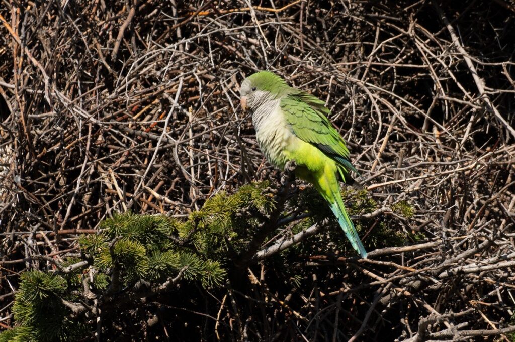ARBA y SEO-Toledo reclaman intervenir a las administraciones tras detectar un nido de cotorra argentina en la ciudad
