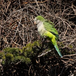 ARBA y SEO-Toledo reclaman intervenir a las administraciones tras detectar un nido de cotorra argentina en la ciudad