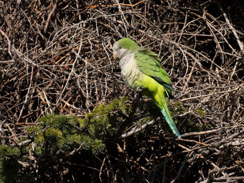 ARBA y SEO-Toledo reclaman intervenir a las administraciones tras detectar un nido de cotorra argentina en la ciudad