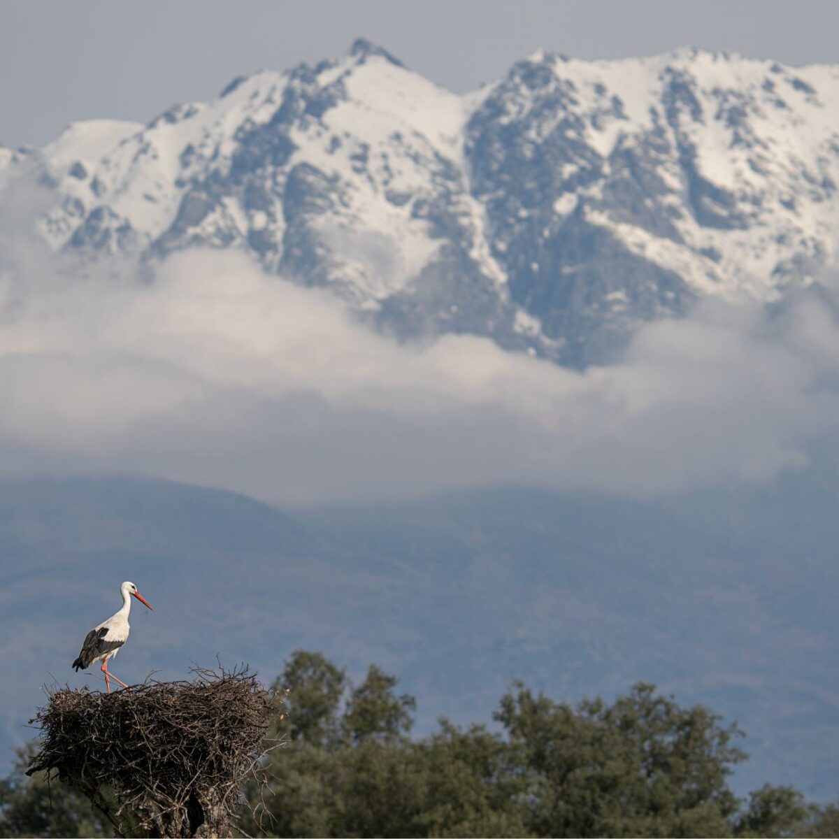 'Luces de la dehesa', el primer maratón fotográfico que se celebrará en la Campana de Oropesa