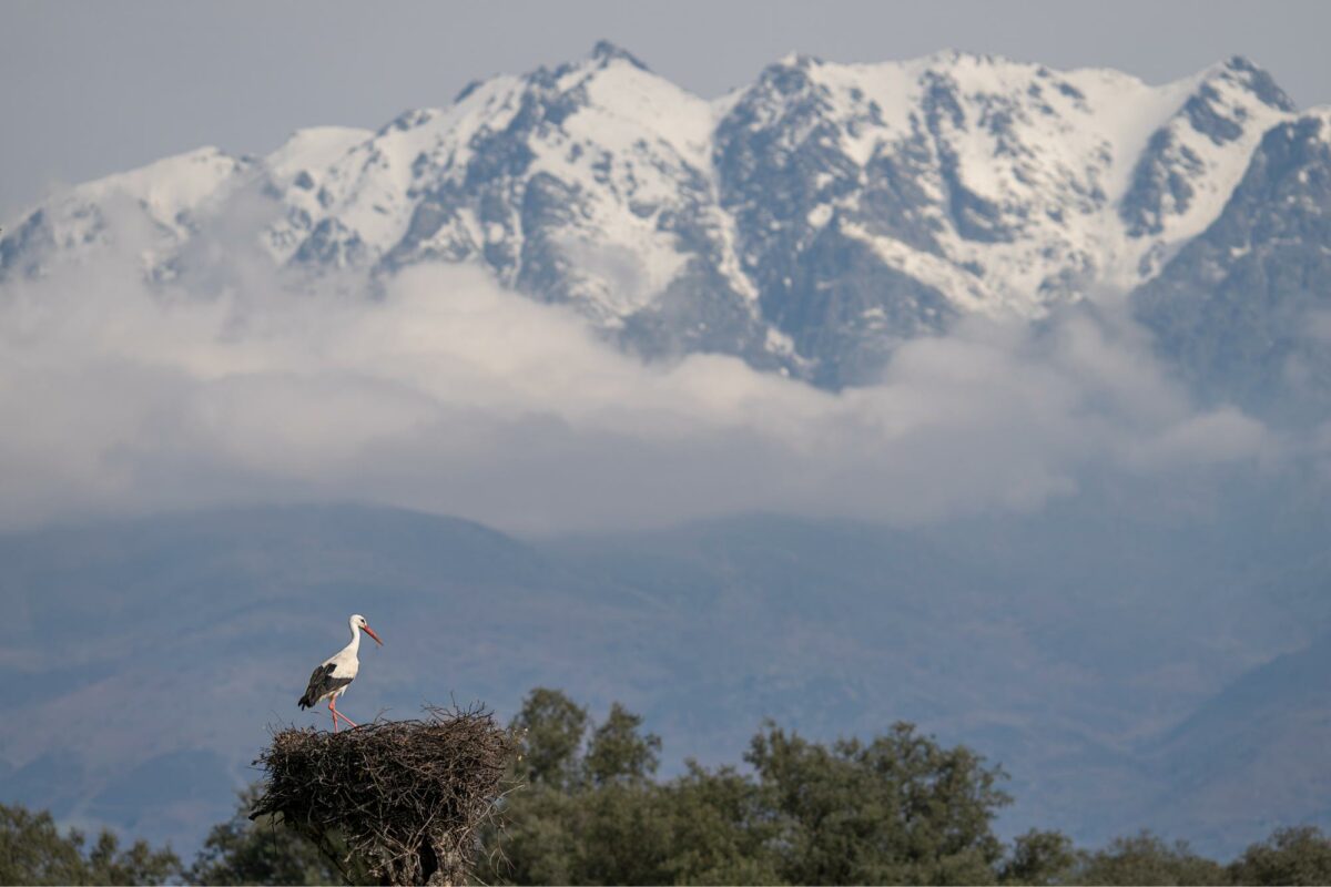'Luces de la dehesa', el primer maratón fotográfico que se celebrará en la Campana de Oropesa