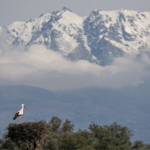 'Luces de la dehesa', el primer maratón fotográfico que se celebrará en la Campana de Oropesa