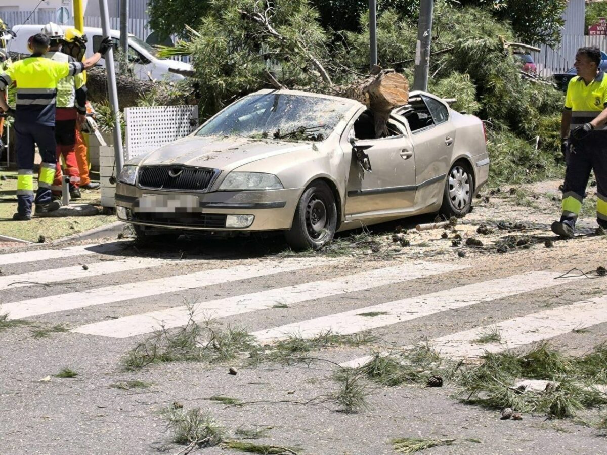 Dos heridos tras caer en Argés un árbol de gran tamaño en la vía pública