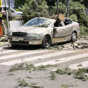 Dos heridos tras caer en Argés un árbol de gran tamaño en la vía pública