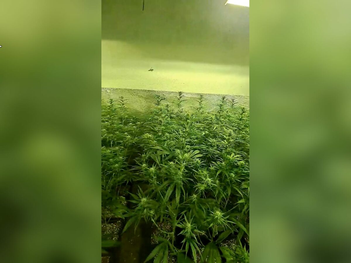Tres detenidos en Seseña tras desmantelar dos plantaciones de cultivo y elaboración de marihuana indoor