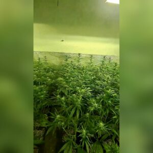 Tres detenidos en Seseña tras desmantelar dos plantaciones de cultivo y elaboración de marihuana indoor