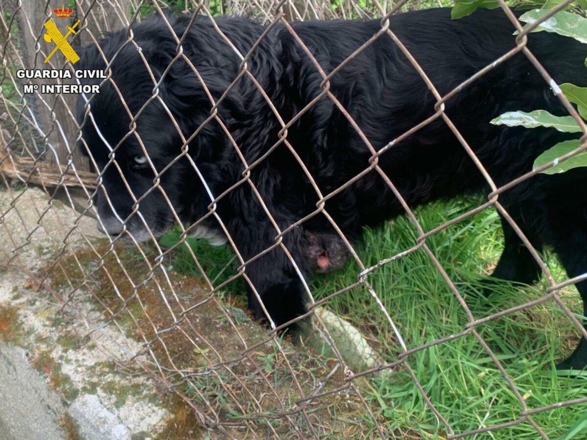Una mujer es investigada por abandono animal tras encontrar a un perro en condiciones "insalubres" en Carranque