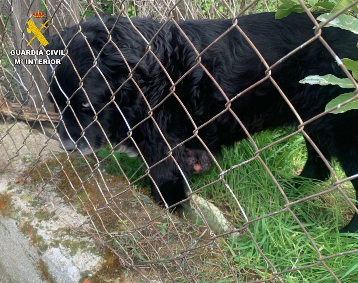 Una mujer es investigada por abandono animal tras encontrar a un perro en condiciones "insalubres" en Carranque