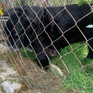 Una mujer es investigada por abandono animal tras encontrar a un perro en condiciones "insalubres" en Carranque