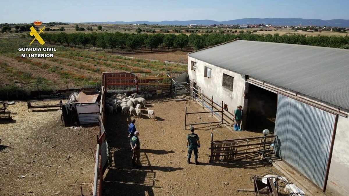 Un detenido y dos investigados por vender presuntamente carne de cordero sin control sanitario en Toledo