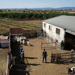 Un detenido y dos investigados por vender presuntamente carne de cordero sin control sanitario en Toledo