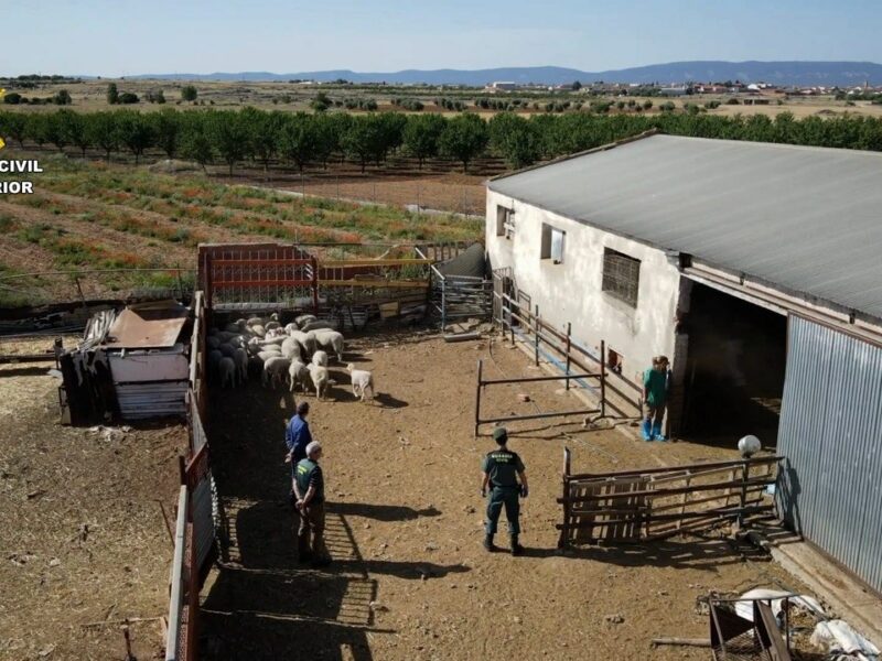 Un detenido y dos investigados por vender presuntamente carne de cordero sin control sanitario en Toledo